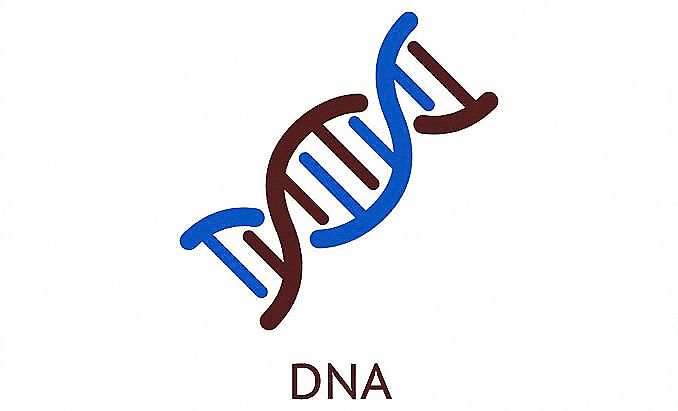 做DNA 亲子鉴定需要什么条