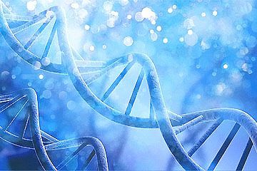 为什么奶奶和孙子不能做DNA鉴定关系