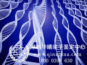 亲子鉴定DNA系列图