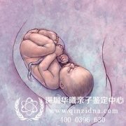 深圳胎儿几个月可以做亲子鉴定,对孩子有伤害吗