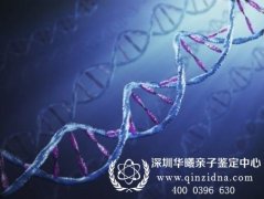 DNA亲子鉴定的科学原理是什么,有什么依据