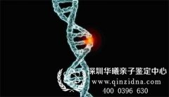 DNA鉴定中存在基因突变的原因