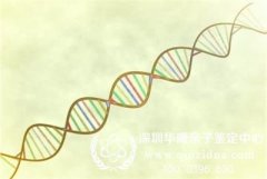 单亲亲子鉴定中出现基因突变怎么办
