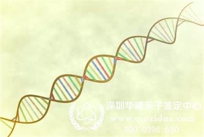 单亲亲子鉴定中出现基因突变怎么办