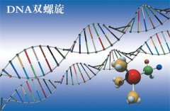 父子DNA亲子鉴定配比率是多少才是亲生