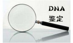 个人亲子鉴定加样怎么收费