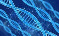 成都DNA亲子鉴定的方法你们知