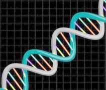 DNA亲子鉴定方法有几种