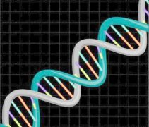 可以偷偷拿毛发做亲子鉴定吗