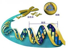 怀孕之后能不能做亲子鉴定