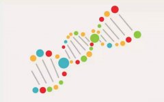 无创胎儿亲子鉴定费用多少