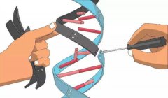 人流的胚胎组织能做DNA亲子鉴定吗